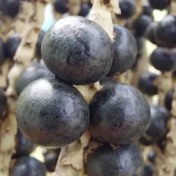 Açaí Liofilizado em pó - Imagem 3