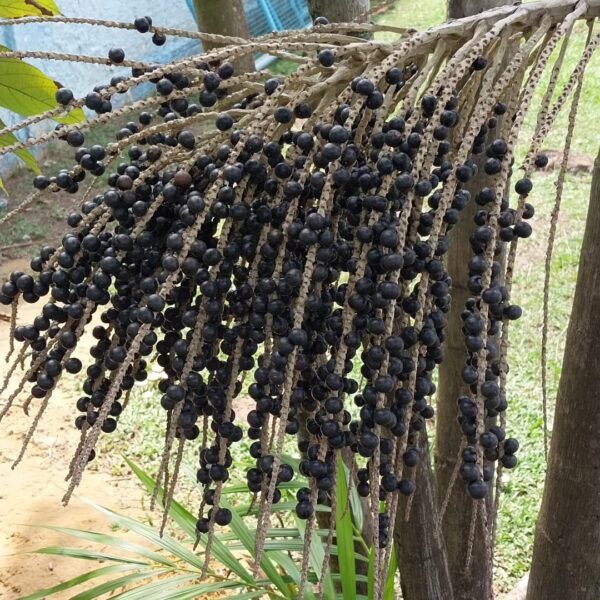 Açaí Liofilizado em pó - Imagem 4
